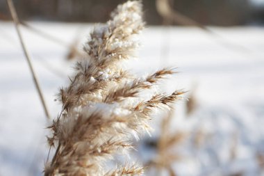 Karla kaplı ağaç dallarının yakın görüntüsü, seçici odak