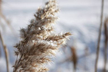 Karla kaplı ağaç dallarının yakın görüntüsü, seçici odak