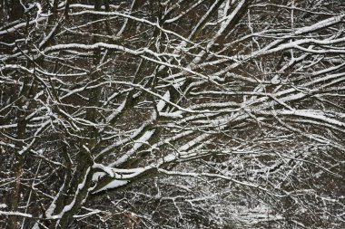 Karla kaplı ağaç dallarının yakın görüntüsü, seçici odak
