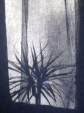 Duvardaki bitkinin soyut siluetinin yakın görüntüsü