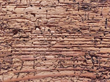 Metin için alanı olan grunge arkaplanının yakın görüntüsü