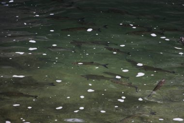 Yüzen balıklı nehir suyu