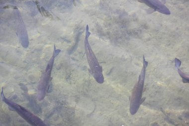 Yüzen balıklı nehir suyu