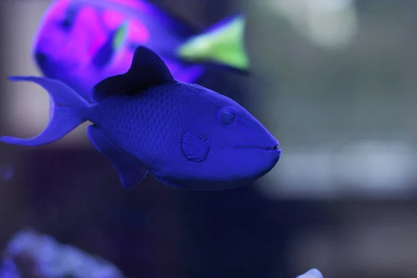 Tropisches Luxus Aquarium Nahaufnahme — Stockfoto