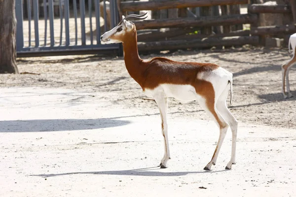 Closeup View Standing Gazelle Zoo — Stock Photo, Image