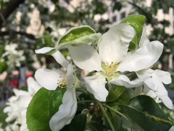 Çiçekli Elma Ağacı — Stok fotoğraf