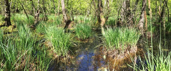 Panoramabild Des Waldsumpfes — Stockfoto