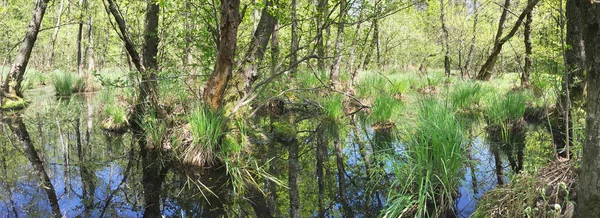 Panoramabild Des Waldsumpfes — Stockfoto