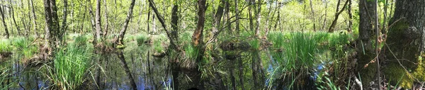 Panoramabild Des Waldsumpfes — Stockfoto