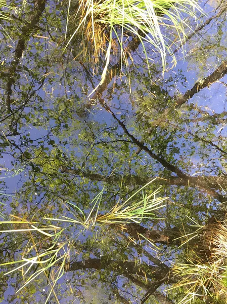 Malerischer Blick Auf Bäume Vor Blauem Himmel — Stockfoto