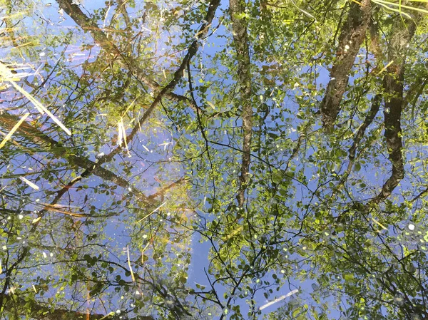 Malerischer Blick Auf Bäume Vor Blauem Himmel — Stockfoto