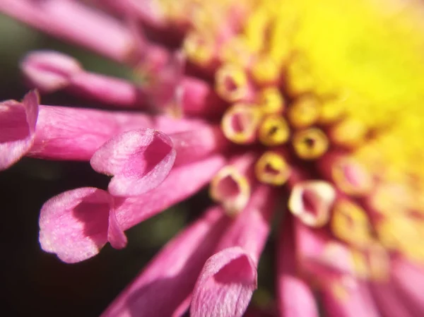 Πυροβολισμό Μακρο Όμορφο Ροζ Λουλούδι — Φωτογραφία Αρχείου
