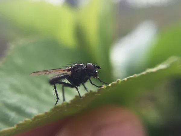 Closeup View Fly Sitting Flower Blurred Background — Stock Photo, Image