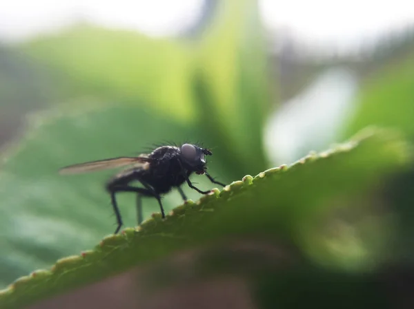 Nahaufnahme Einer Fliege Die Auf Einer Blume Auf Verschwommenem Hintergrund — Stockfoto