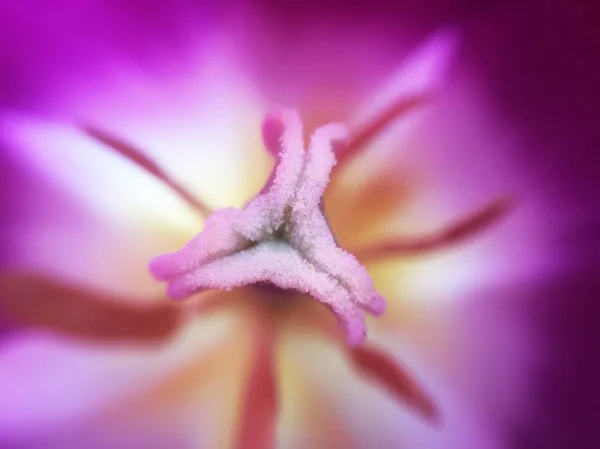 Крупним Планом Вид Квітковий Фіолетовий Макрос — стокове фото