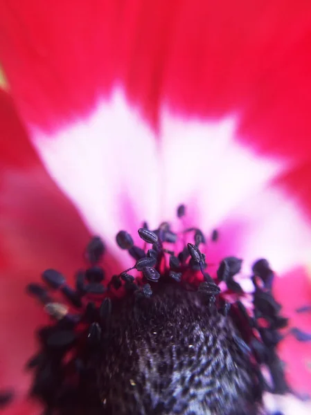 Closeup View Poppy Macro Blurred Background — Stock Photo, Image