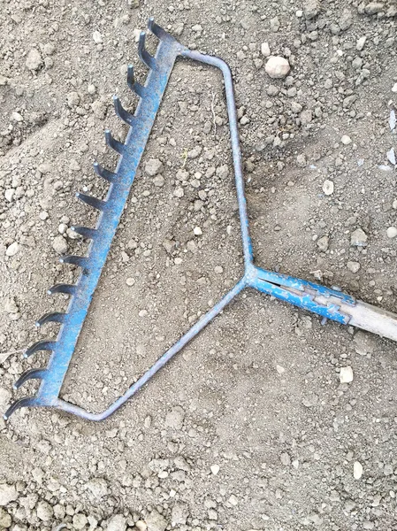 Kumda tırmığın yakın görüntüsü 