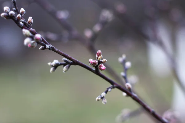 Cseresznye Virágok Tavaszi — Stock Fotó