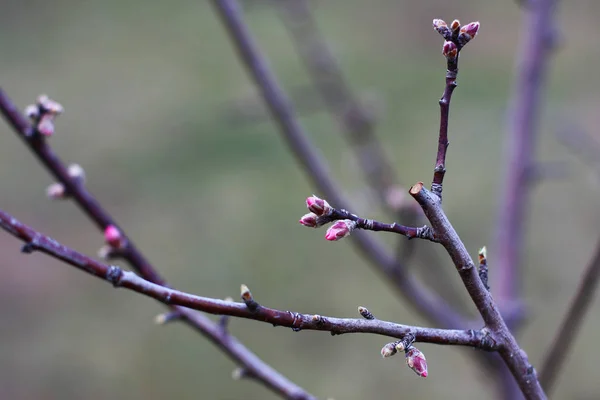 Closeup View Almond Buds Blurred Background — ストック写真