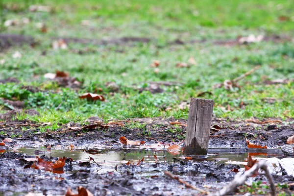 Vista Cerca Las Hojas Caídas Bosque — Foto de Stock