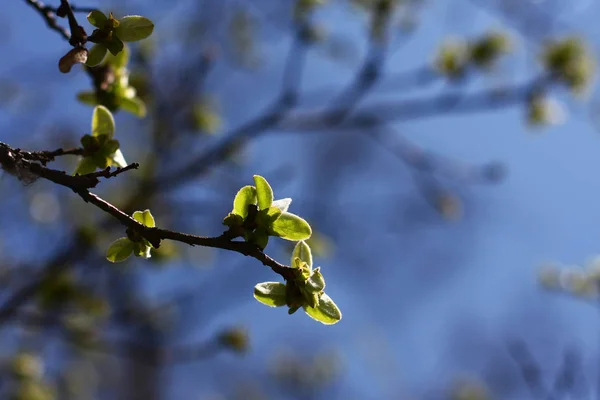 Közeli Kilátás Gyönyörű Friss Tavaszi Levelek — Stock Fotó