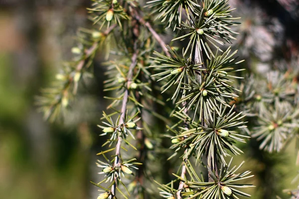Bulanık arkaplanda çam ağacı detaylarının yakın görüntüsü
