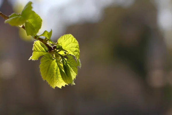 초록빛 잎들을 가까이 — 스톡 사진