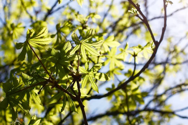 Fechar Vista Folha Verde Fresca Mola — Fotografia de Stock