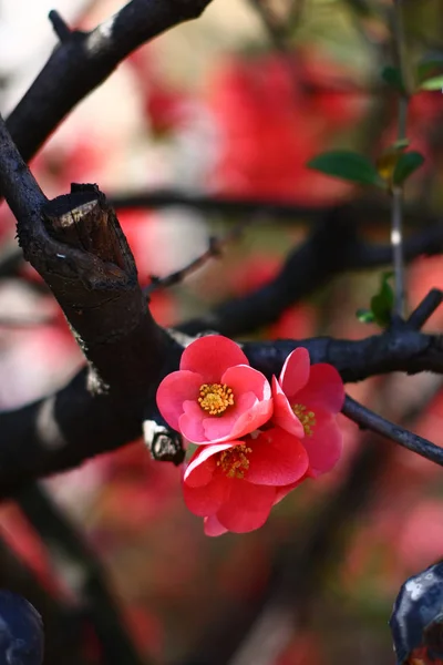 Closeup View Quince Shrub Blurred Background — Stock Photo, Image