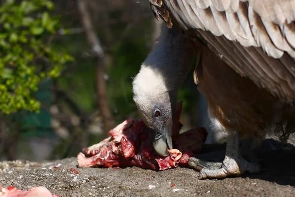 Close view of vulture eating meat