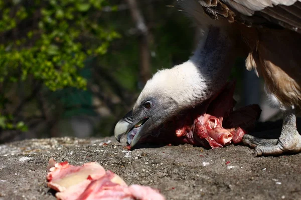 Close view of vulture eating meat