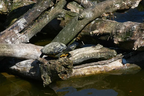 Closeup View Turtle Branch Lake — Stock Photo, Image