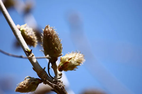 closeup view of huge bud on tree