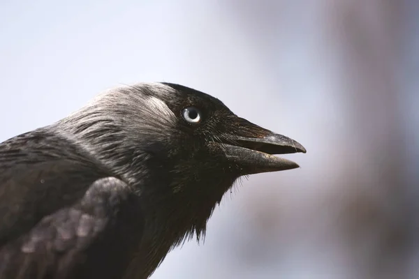 Detailní Pohled Pohled Boku Portrétu Ptáka — Stock fotografie