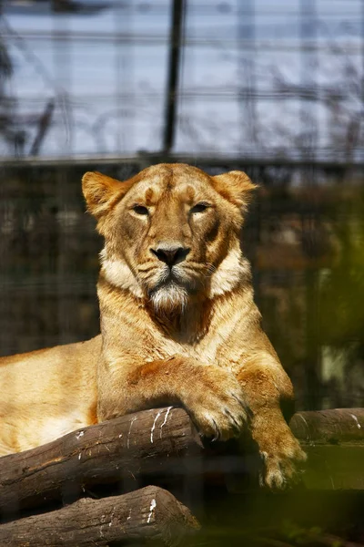 Hayvanat Bahçesinde Oturan Dişi Aslanın Yakın Görüntüsü — Stok fotoğraf