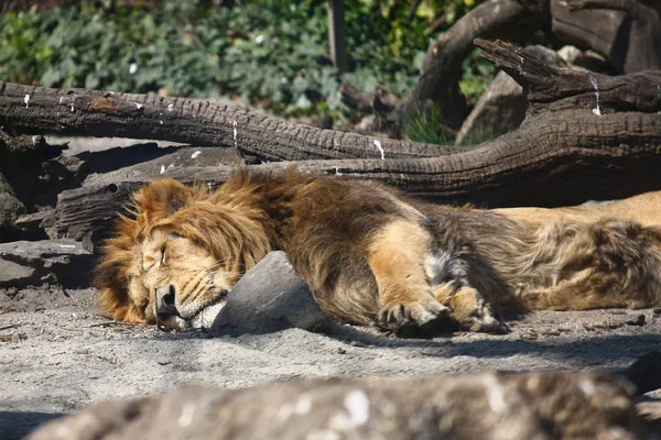 动物园里正在睡觉的狮子的特写 — 图库照片