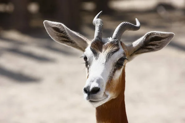 Gazelle Portrait Blur — 스톡 사진