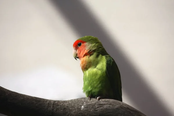 Close Zicht Rood Gemaskerde Parkiet Binnen — Stockfoto