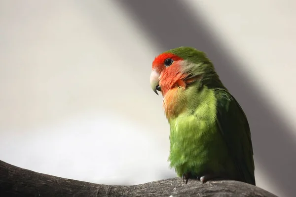 Close Zicht Rood Gemaskerde Parkiet Binnen — Stockfoto