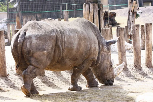 Живописный Вид Грустного Носорога Зоопарке — стоковое фото