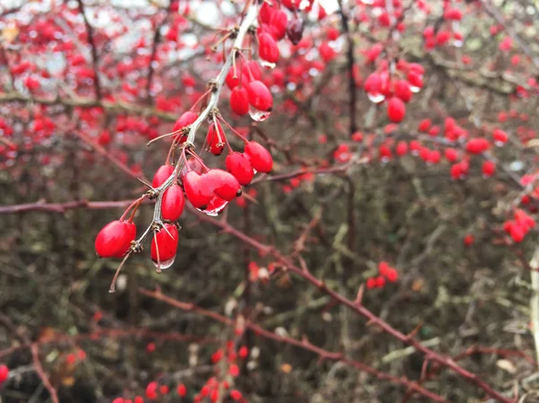 Bacche Rosse Con Gocce Acqua Cespuglio Appuntito — Foto Stock