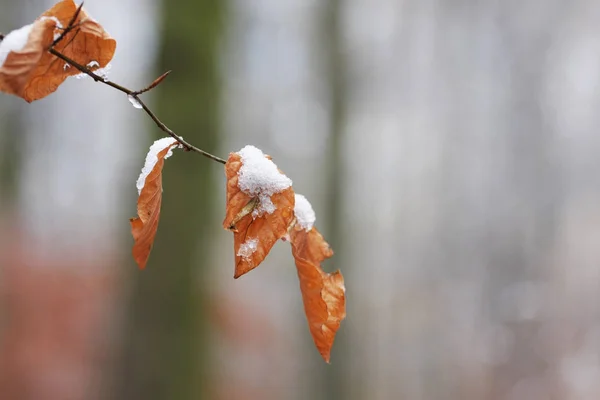 Widok Bliska Gałęzi Drzew Pokrytych Śniegiem Ostrość Selektywna — Zdjęcie stockowe