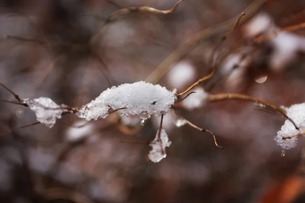 Närbild Grenar Träd Täckt Snö Selektivt Fokus — Stockfoto