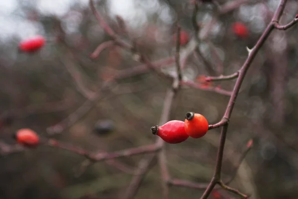 Primo Piano Vista Bacche Rosse Sul Ramo Dell Albero — Foto Stock