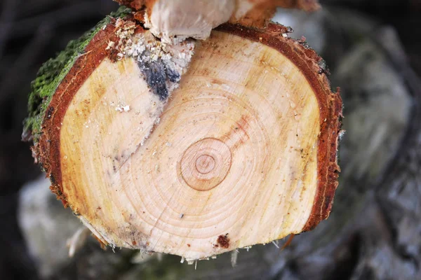 Ağaç Kesiminin Yakın Görüntüsü — Stok fotoğraf