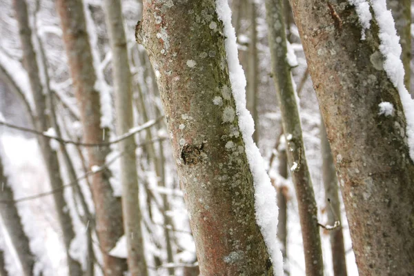 Closeup View Trees Covered Snow — Stock Photo, Image