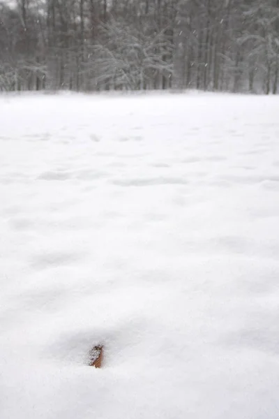 Närbild Träd Täckta Snö — Stockfoto