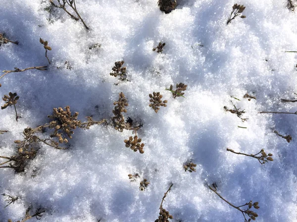 Närbild Växter Täckta Snö — Stockfoto