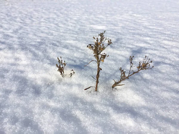 Nahaufnahme Von Schneebedeckten Pflanzen — Stockfoto
