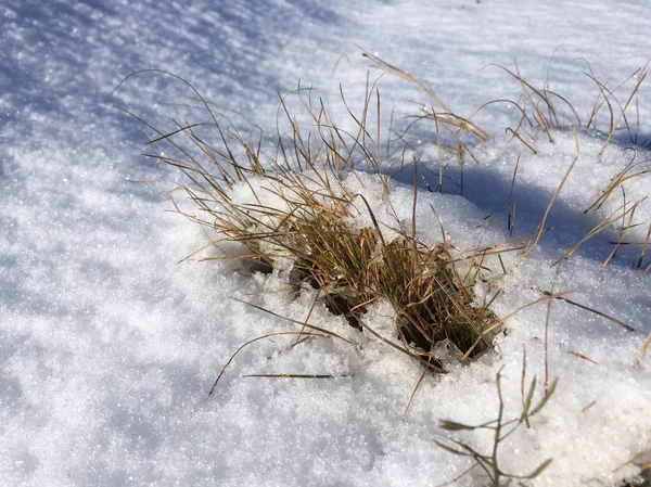 Närbild Växter Täckta Snö — Stockfoto